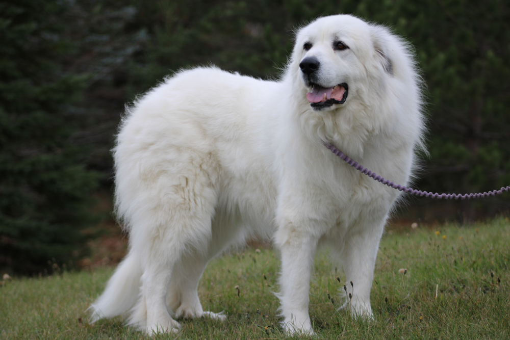 Great Pyrenees Bite Force: Vet-Verified PSI Measure & Facts