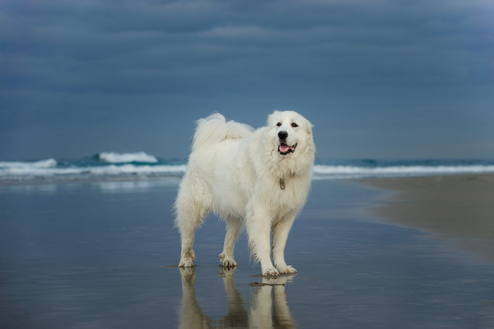 Great Pyrenees Dog Breed: Info, Pictures, Care & Facts