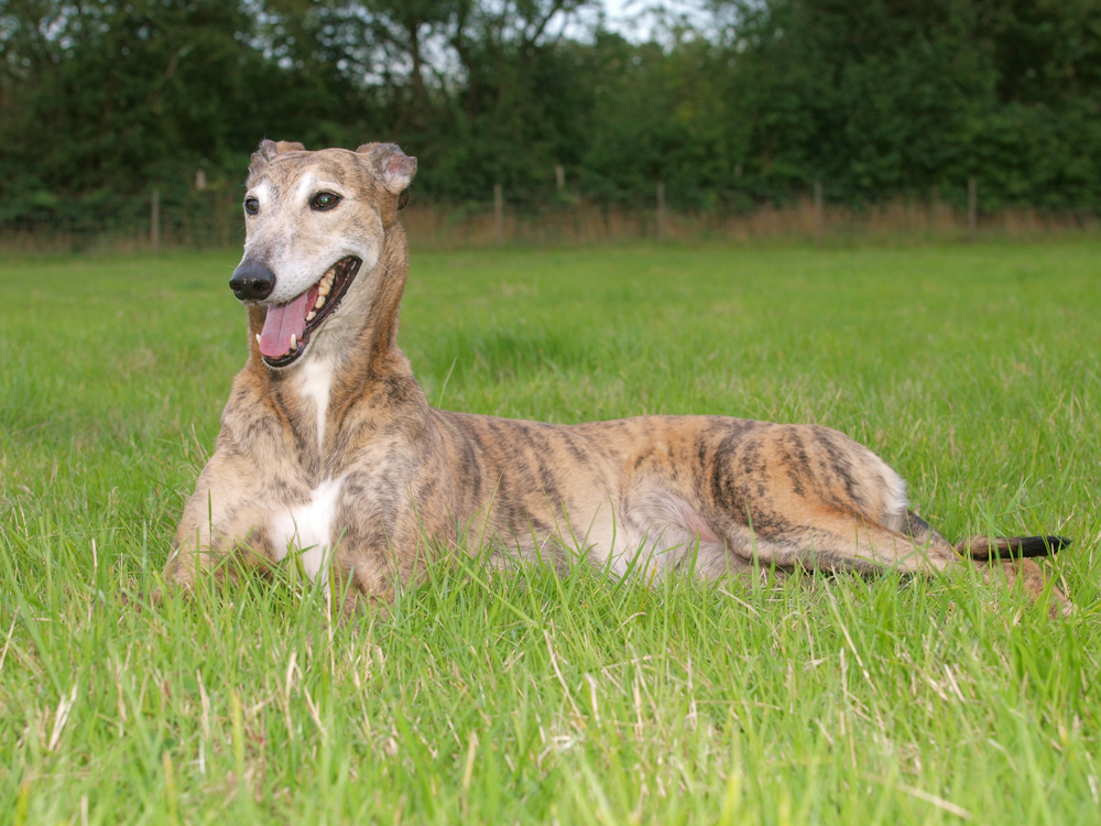 greyhound dog lying in the meadow