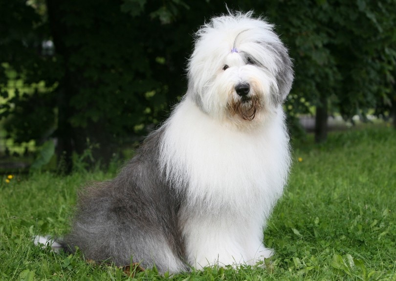 10-Year-Old Dog: Vet-Approved Care Tips & Facts