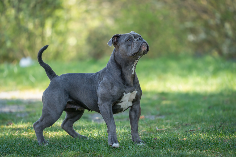 Olde English Bulldogge Breed: Info, Pictures, Care & More