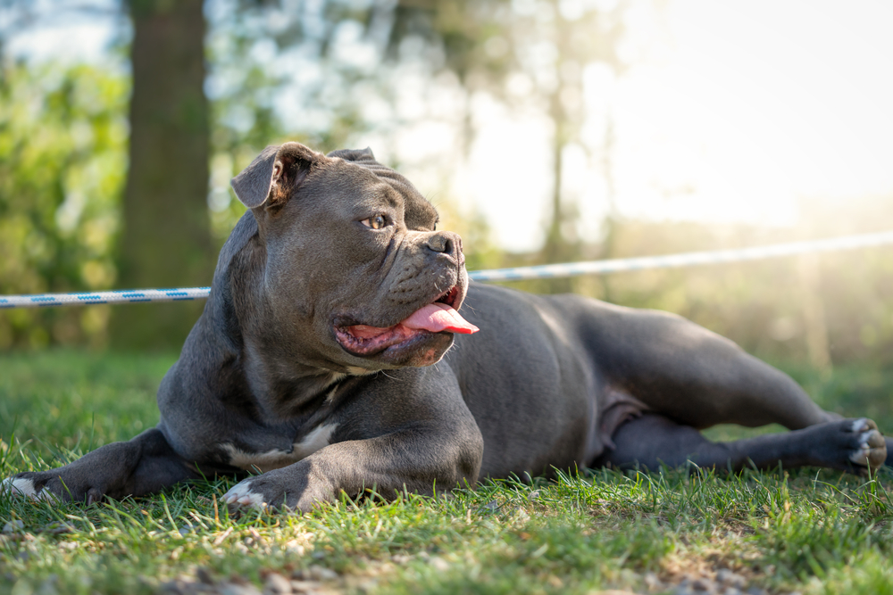 olde english bulldog lying on grass with its tongue out