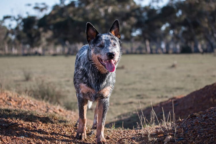 8 Surprising Facts About the Blue Heeler (Vet-Reviewed)