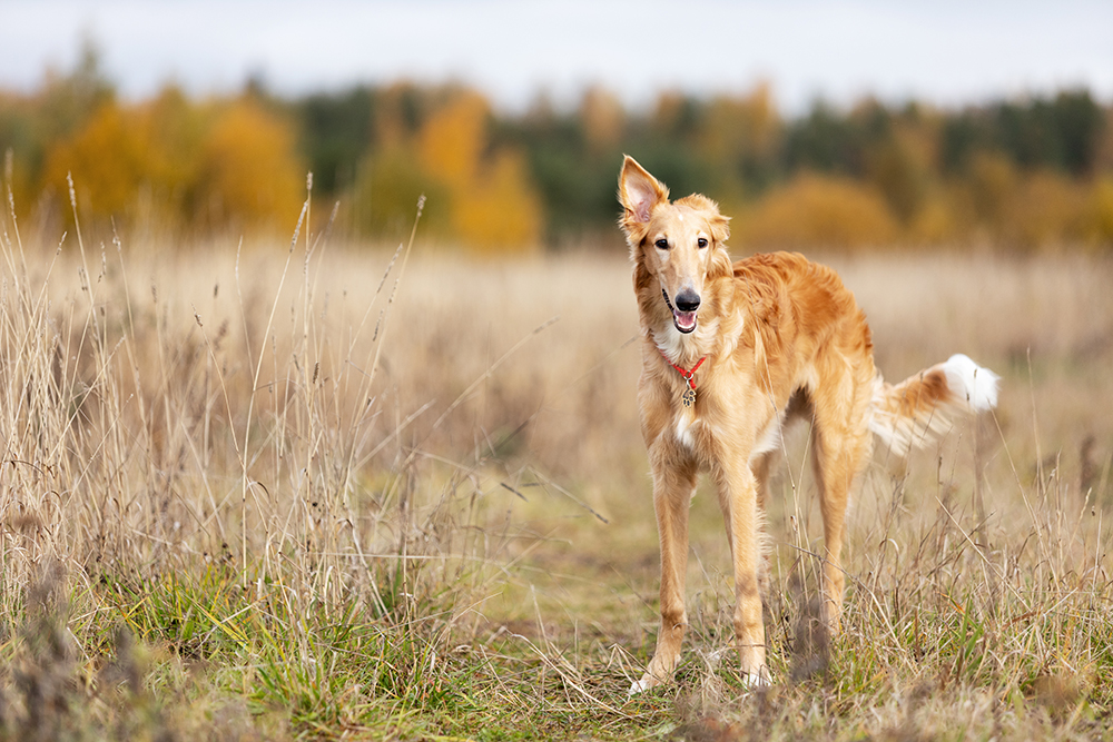 red young borzoi dog in the field