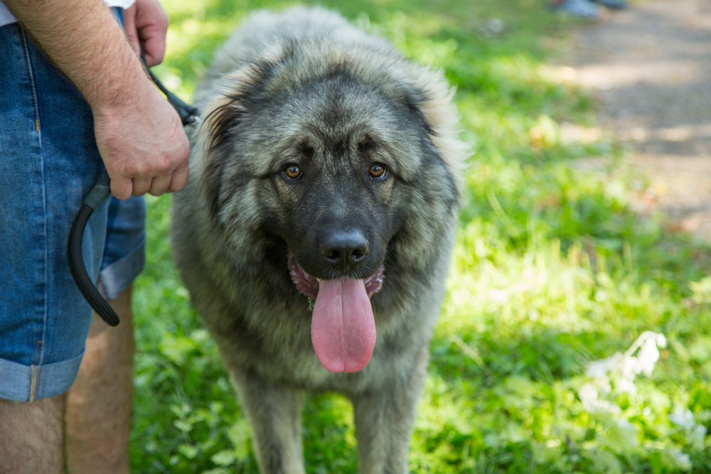 sarplaninac-on-a-leash