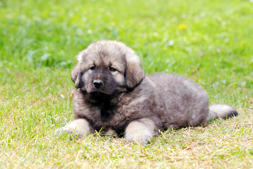 sarplaninac-puppy-lying-in-the-grass