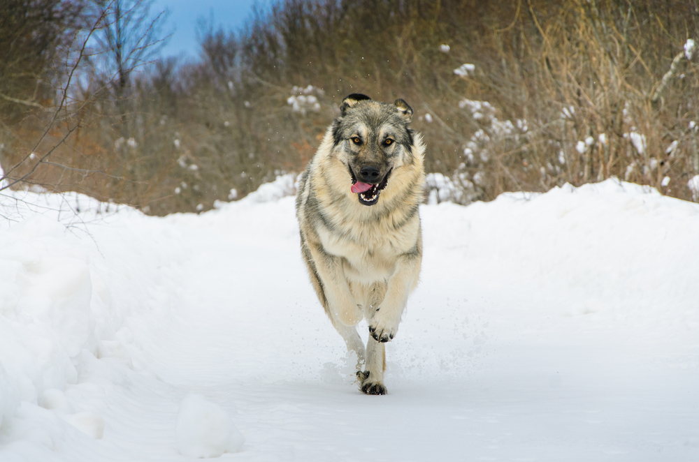 sarplaninac-running-in-snow
