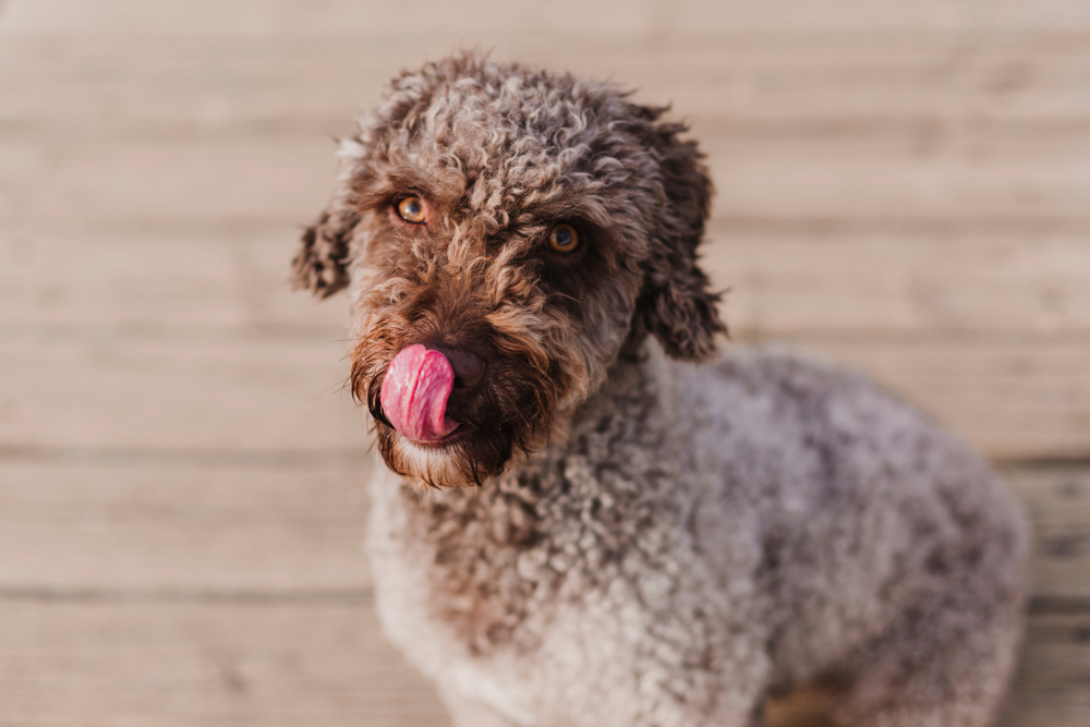 cute brown spanish water dog
