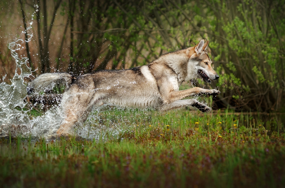 Czechoslovakian Wolfdog Breed: Info, Pictures, Care & More