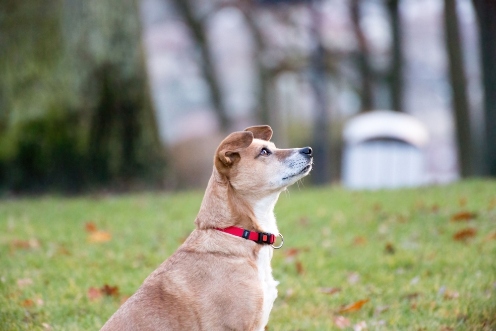 side view of the Carolina dog looking up