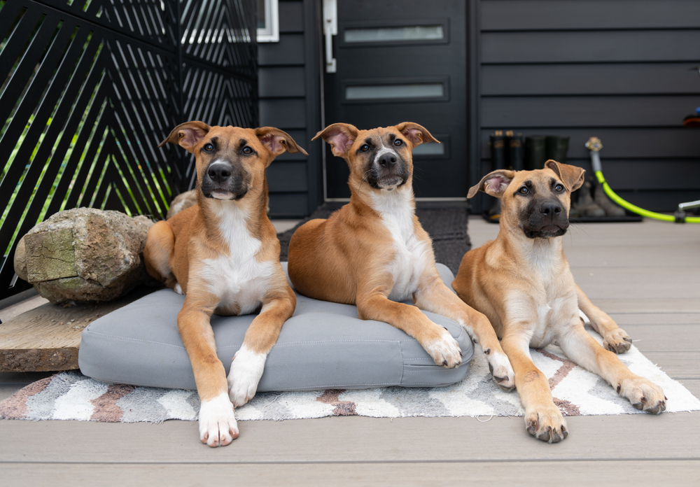 How Old Is 3 in Dog Years? Vet-Approved Guide to Each Size of Dog