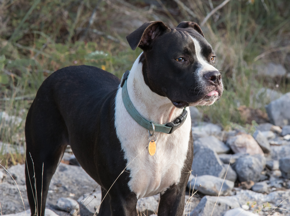 Valley Bulldog: Info, Pictures, Facts, & Traits