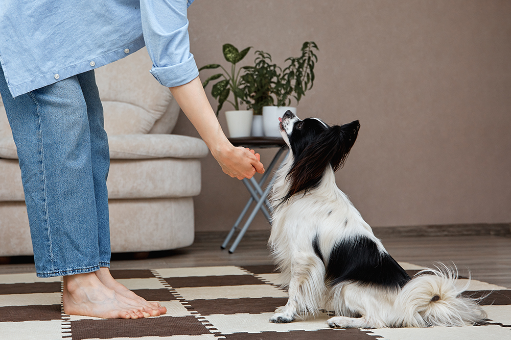 woman teaching papillon dog shake its paw