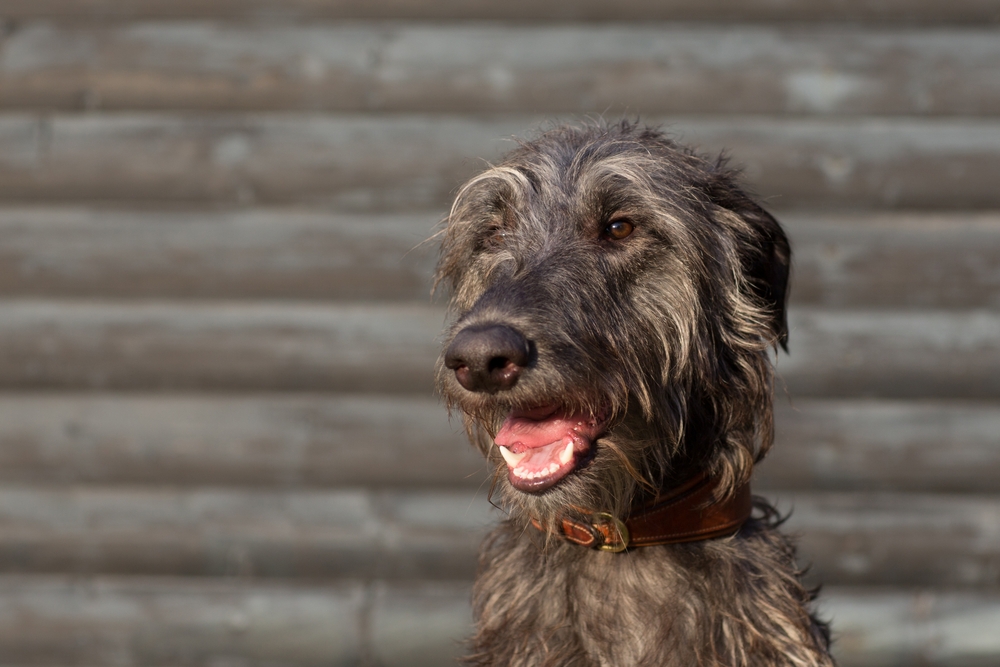 young scottish deerhound