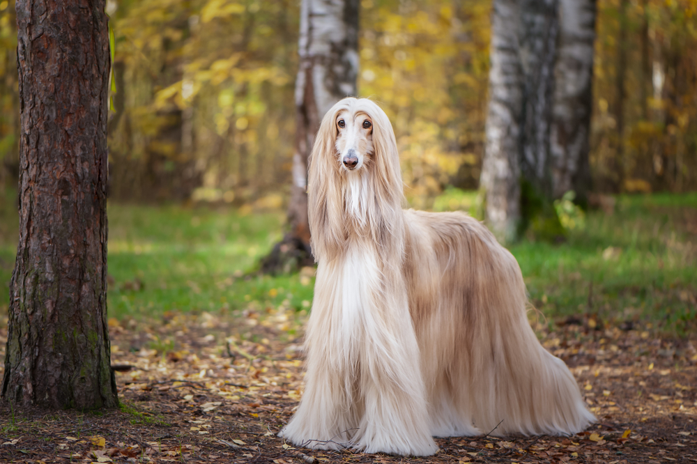 Afghan hound dog in autumn forest