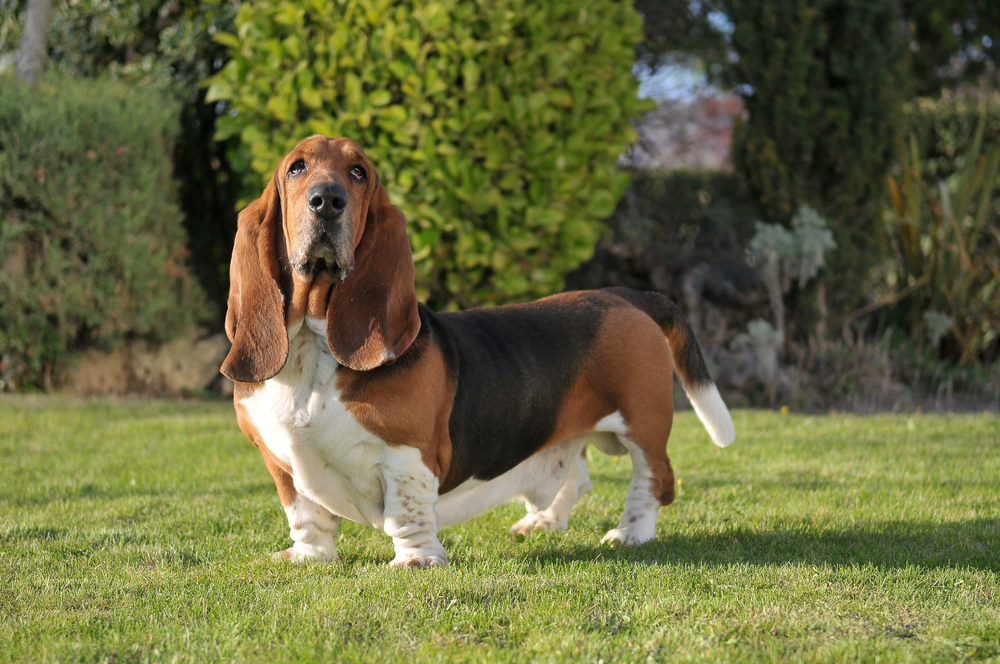 Are Basset Hounds Lazy? Our Vet Explains the Breed's Activity Levels