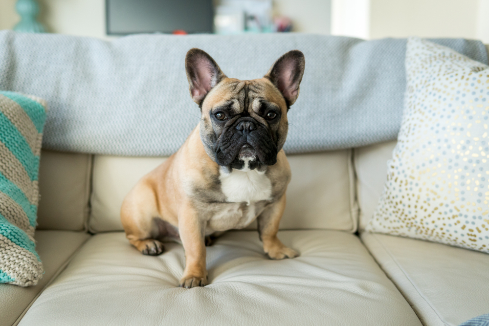 Why Are French Bulldogs So Expensive? 5 Vet-Verified Reasons