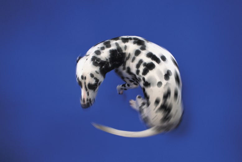 How to Teach a Dog to Spin: 5 Easy, Vet-Approved Tips