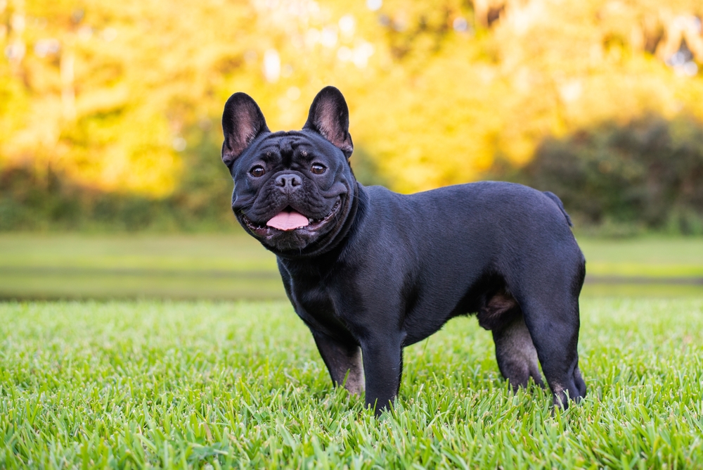 Why Are French Bulldogs So Popular? 10 Main Reasons