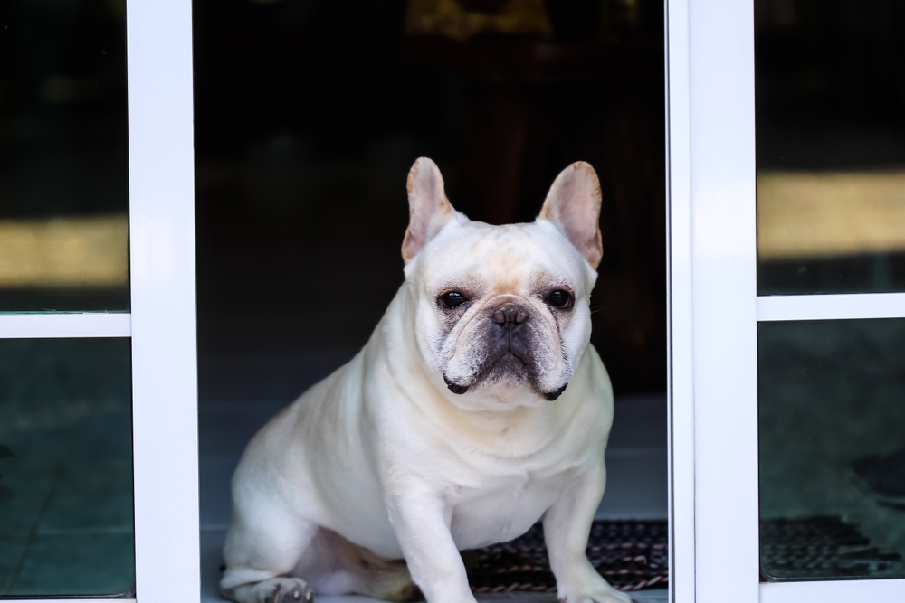 french bulldog sitting by the door