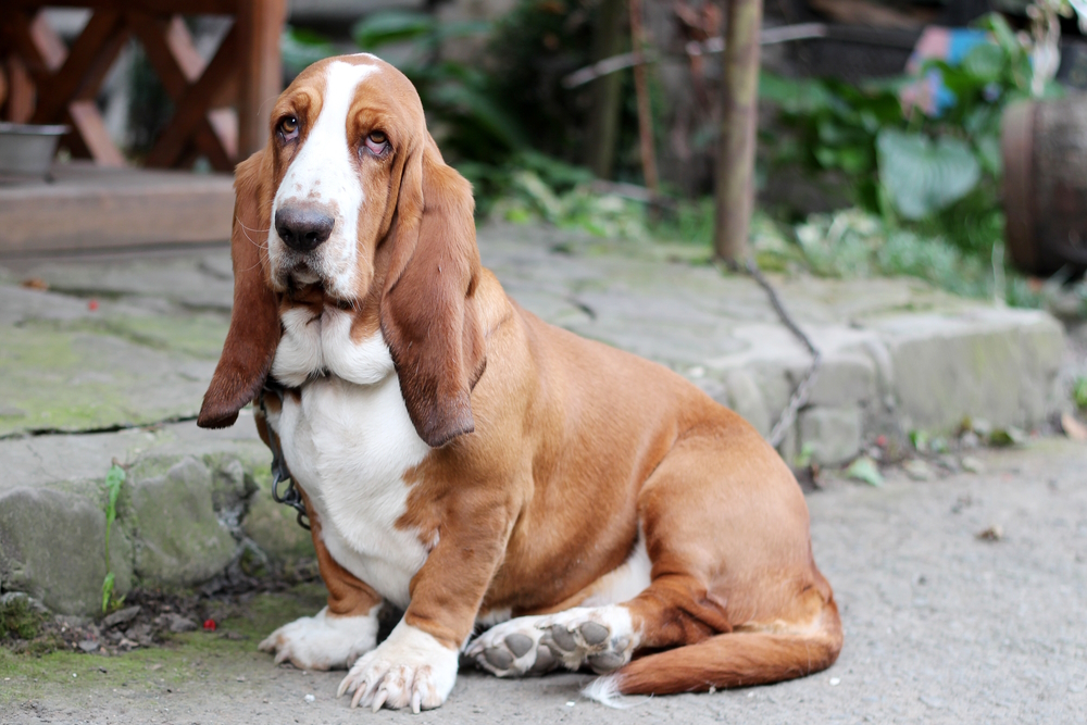 10 Best Dog Breeds for Introverts: Info, Pictures & Personality (Vet Answer)
