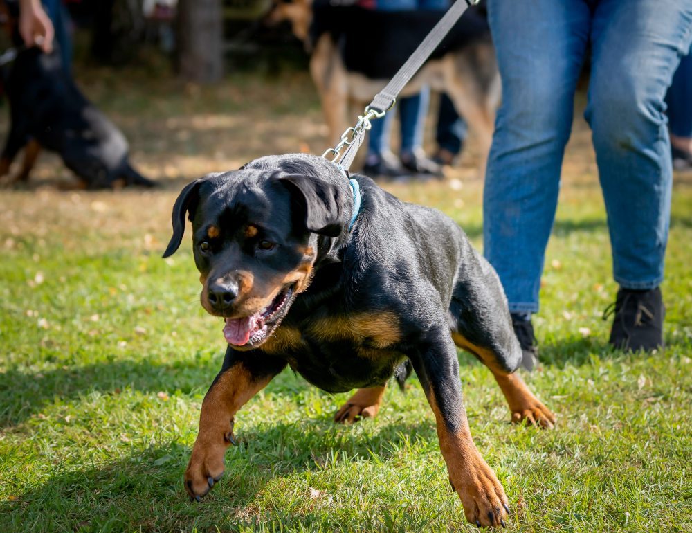 Why Do Dogs Pull on Their Leash? 3 Vet-Reviewed Reasons & How to Stop It
