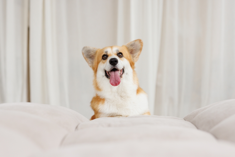 7 Best Dog Foods for Corgis in 2026 - Reviews & Top Picks