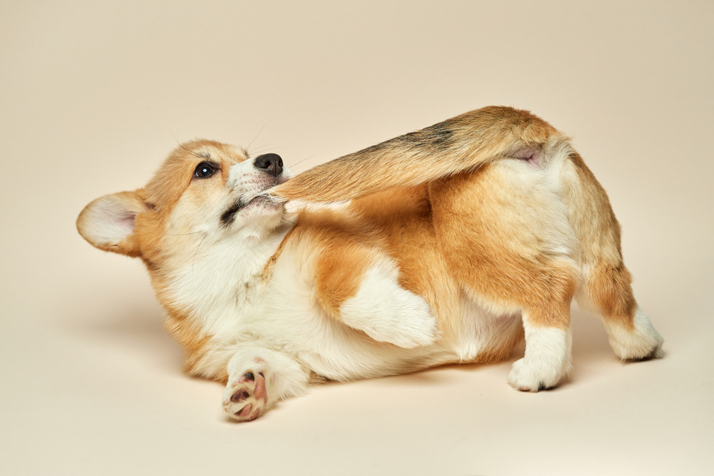 Tail Docking vs Tail Amputation: Vet-Verified Differences & Explanation