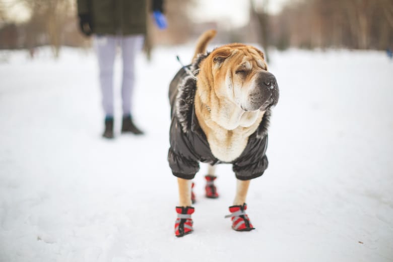 Do Dogs Need Coats in the Winter? Vet-Approved Care Facts & FAQ