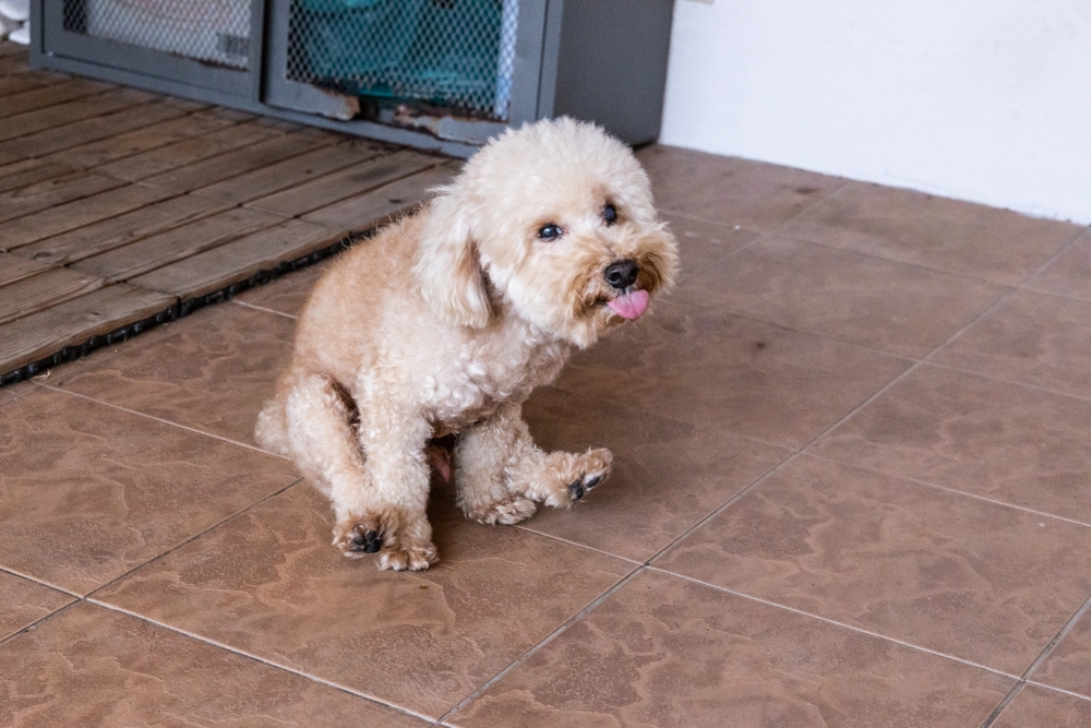 Why Is My Dog Dragging Their Butt? Vet-Verified Scooting Explanation & Remedies