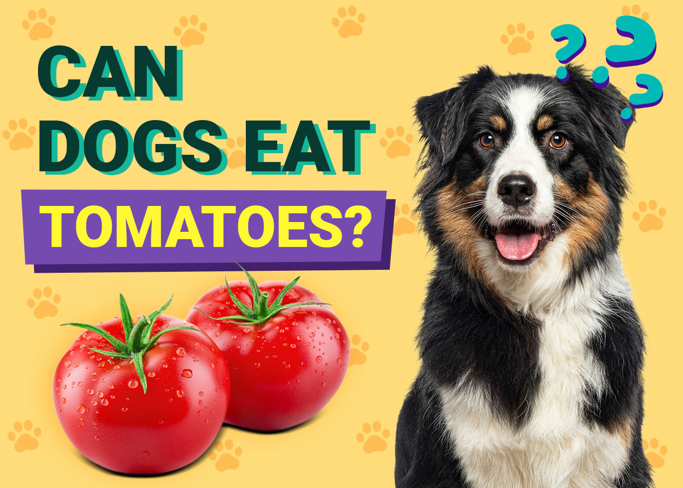 Can Dogs Eat Tomatoes? Health & Nutrition Facts