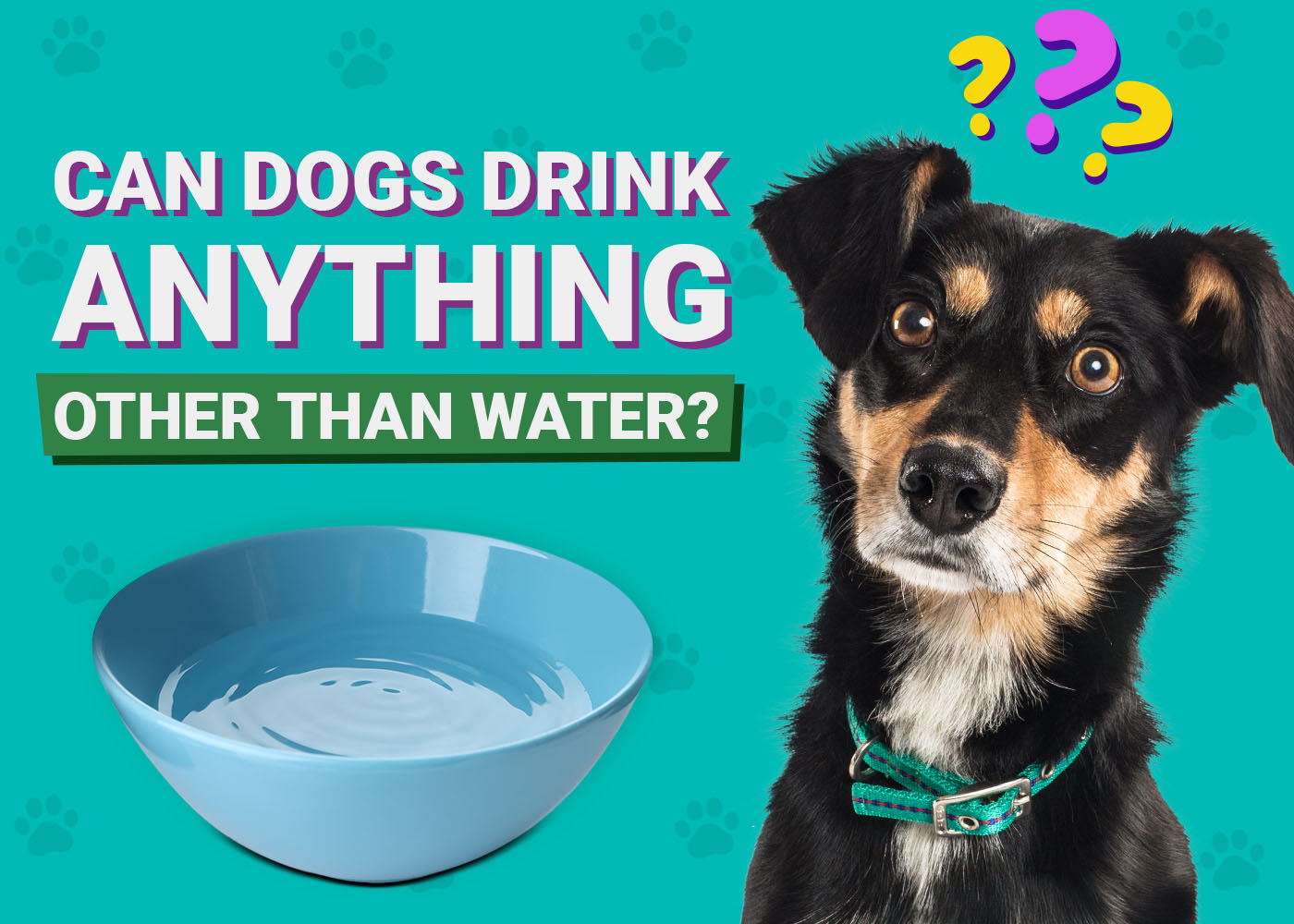 Can Dogs Drink Anything Other Than Water? 6 Vet-Approved Options