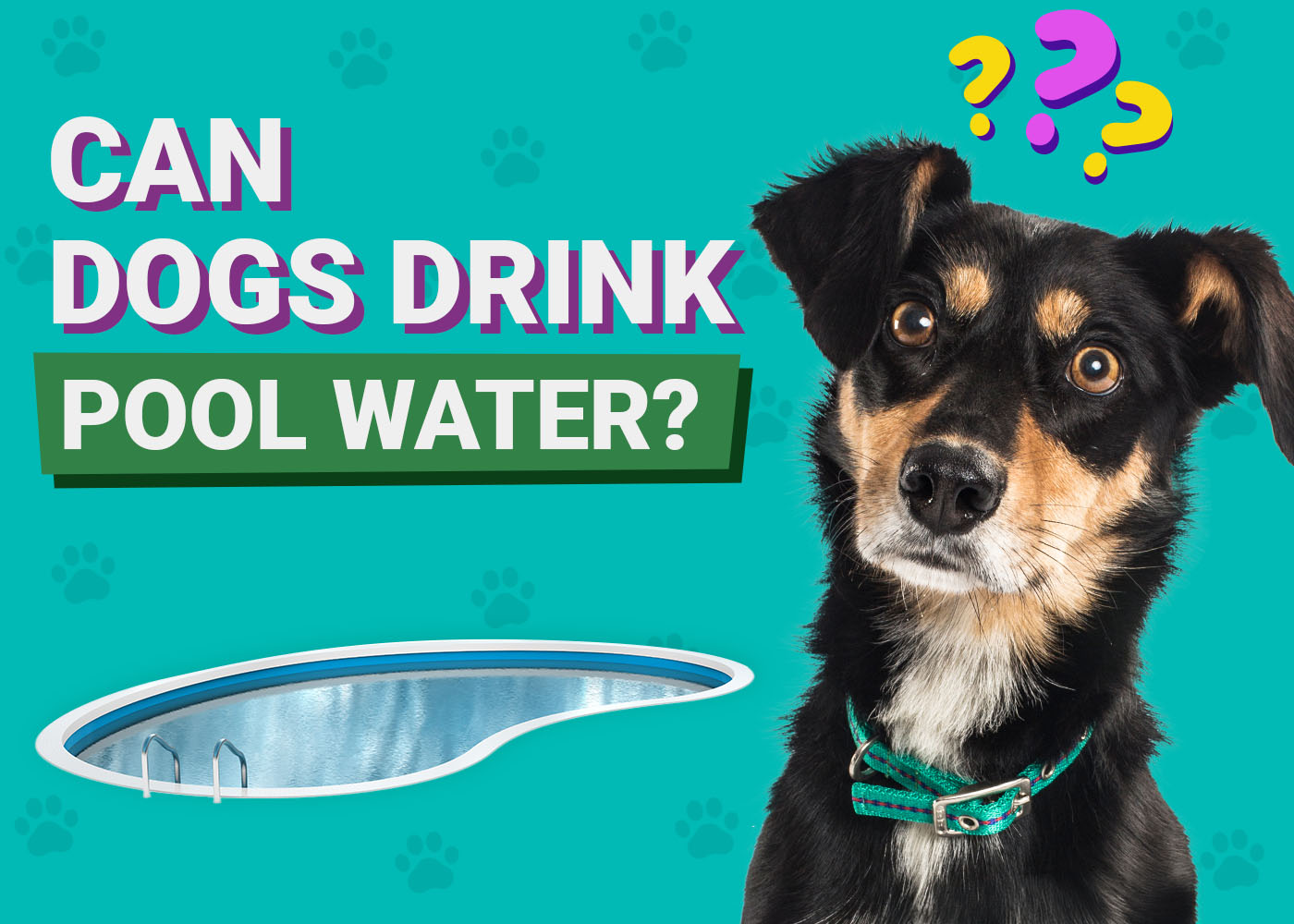Can Dogs Drink Pool Water? Dangers Of Chlorine & Saltwater