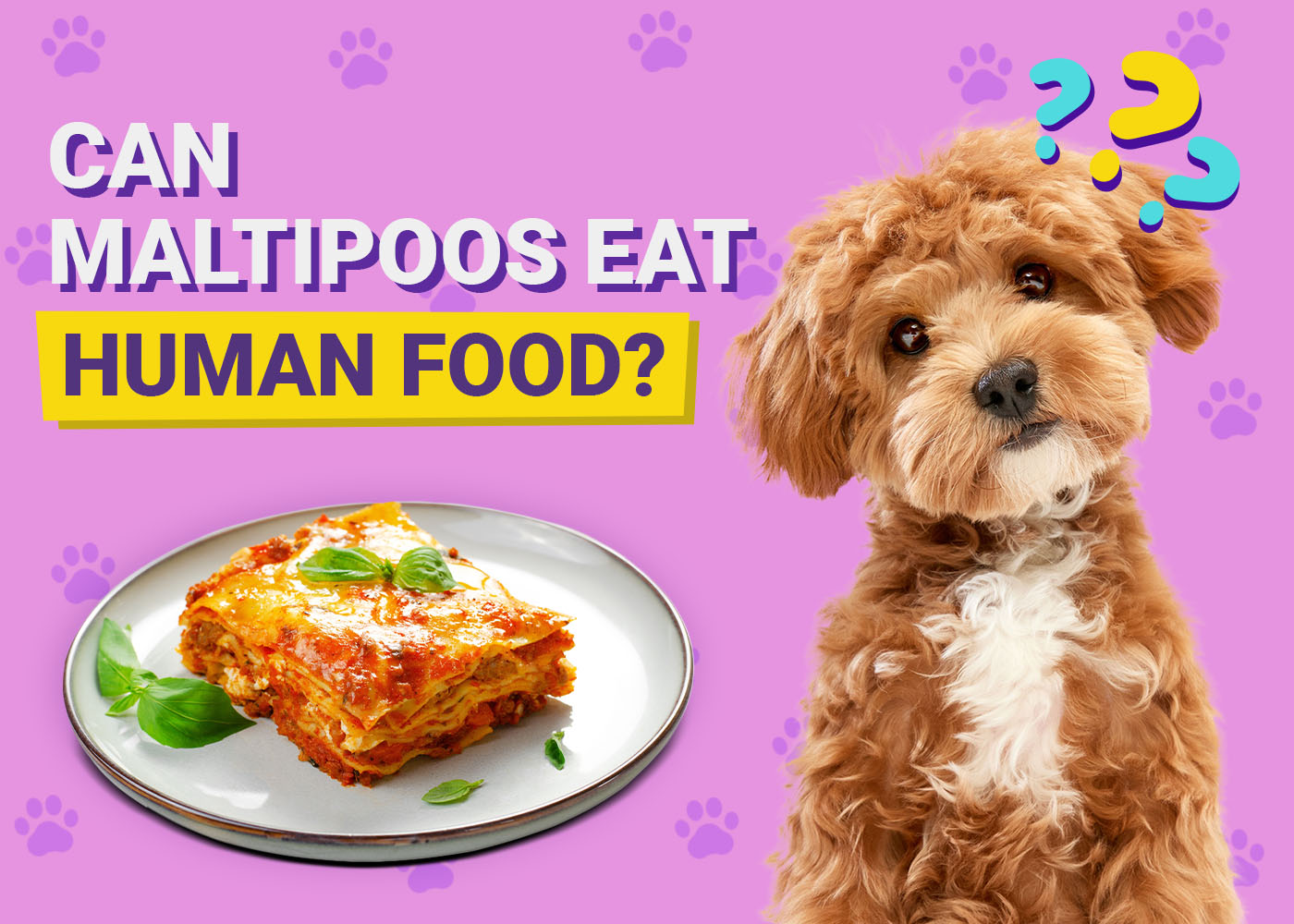 Can Maltipoos Eat Human Food? Vet-Reviewed Facts & FAQ