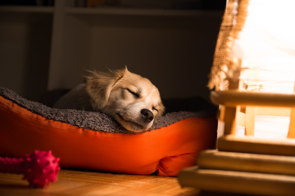 Can Dogs Have Sleep Apnea? Vet Reviewed Facts & Info