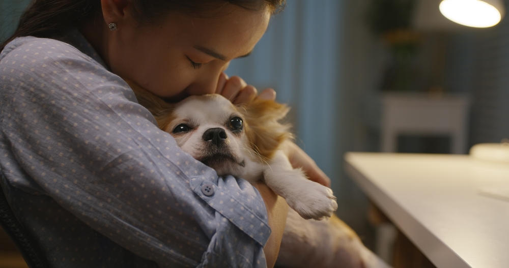 Young woman hugging ang kissing a cute sleepy chihuahua dog