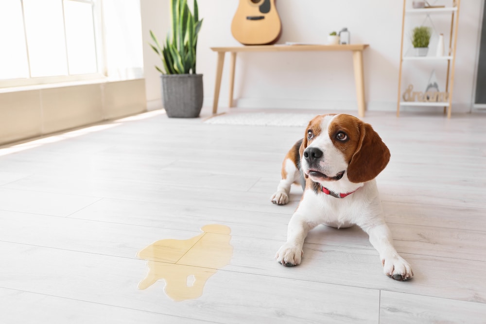 Why Does My Dog's Pee Smell So Bad? 4 Vet-Verified Causes & Care