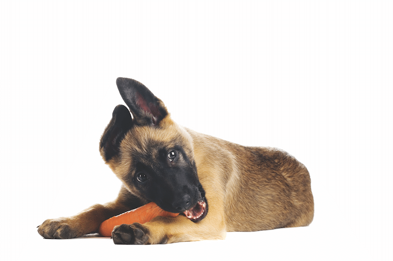 Dog eating a carrot