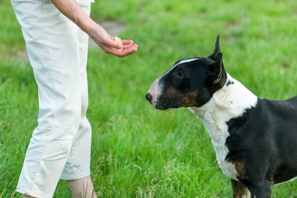 Dog awaiting his reward for obedience
