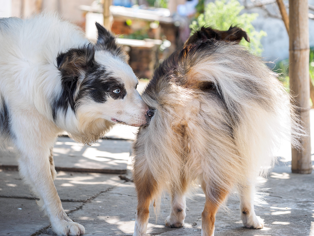 Dogs in Heat: 10 Vet-Verified Facts
