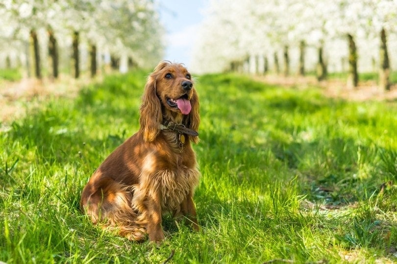 English Cocker Spaniel Dog Breed: Info, Pictures, Traits & Care