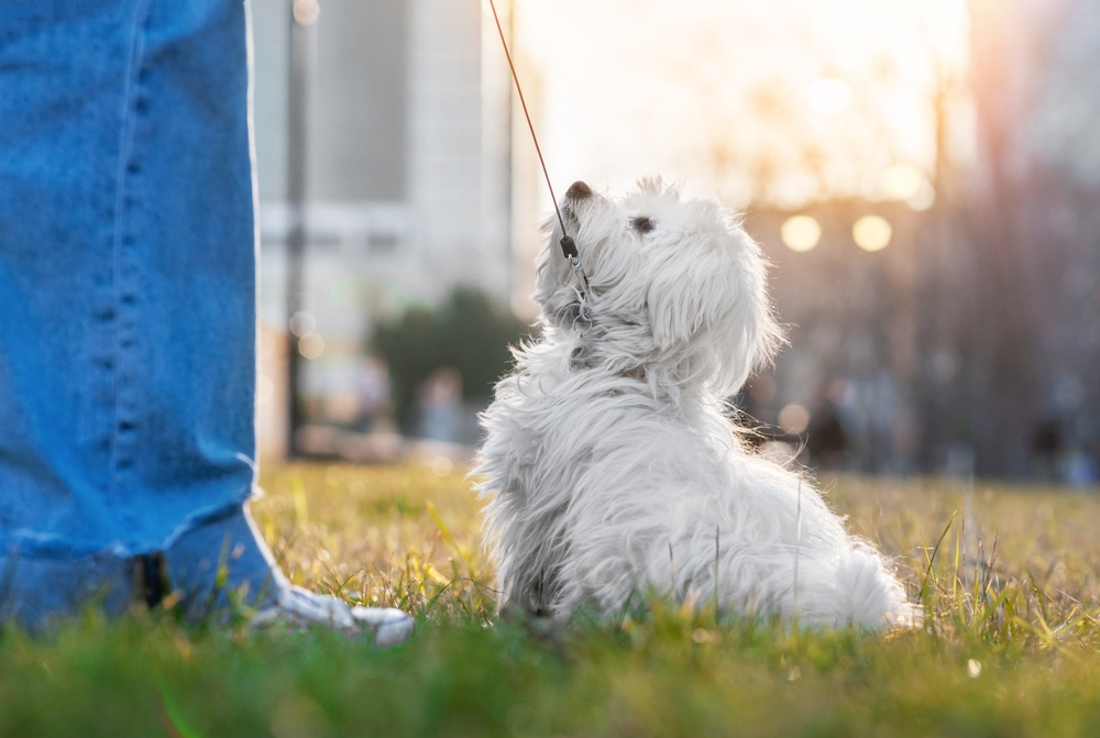 15 Small Dogs That Are Easy to Train: Pictures, Vet-Reviewed History, Facts
