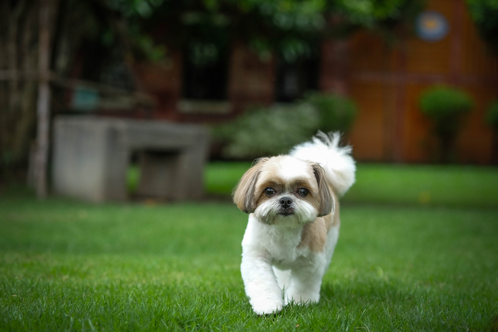 12 Vet-Verified Facts About the Shih Tzu (Vet-Reviewed)