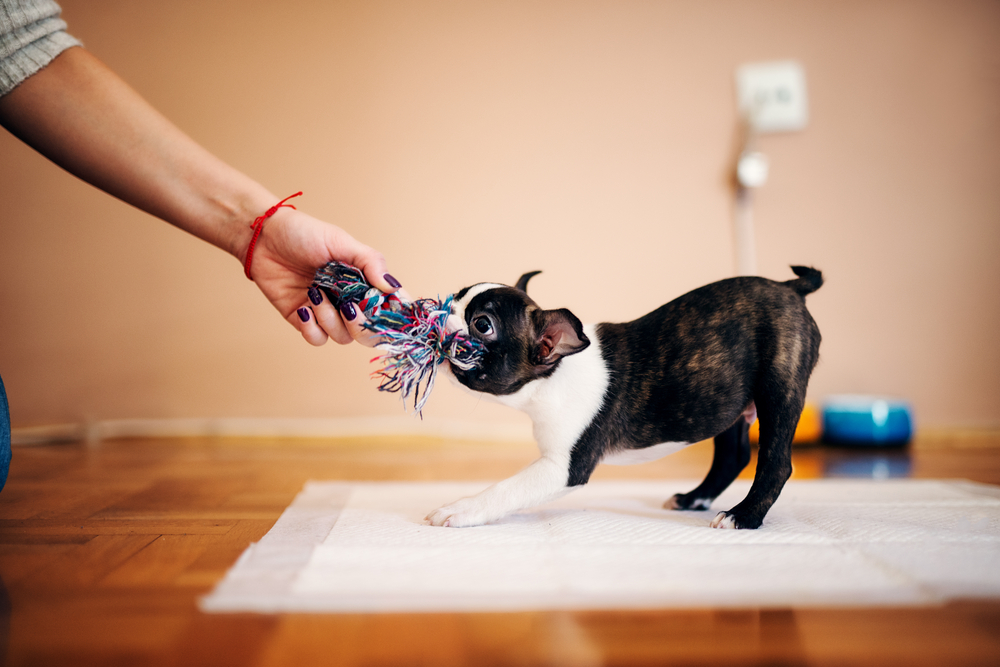 Boston terrier pulling toy playing with owner