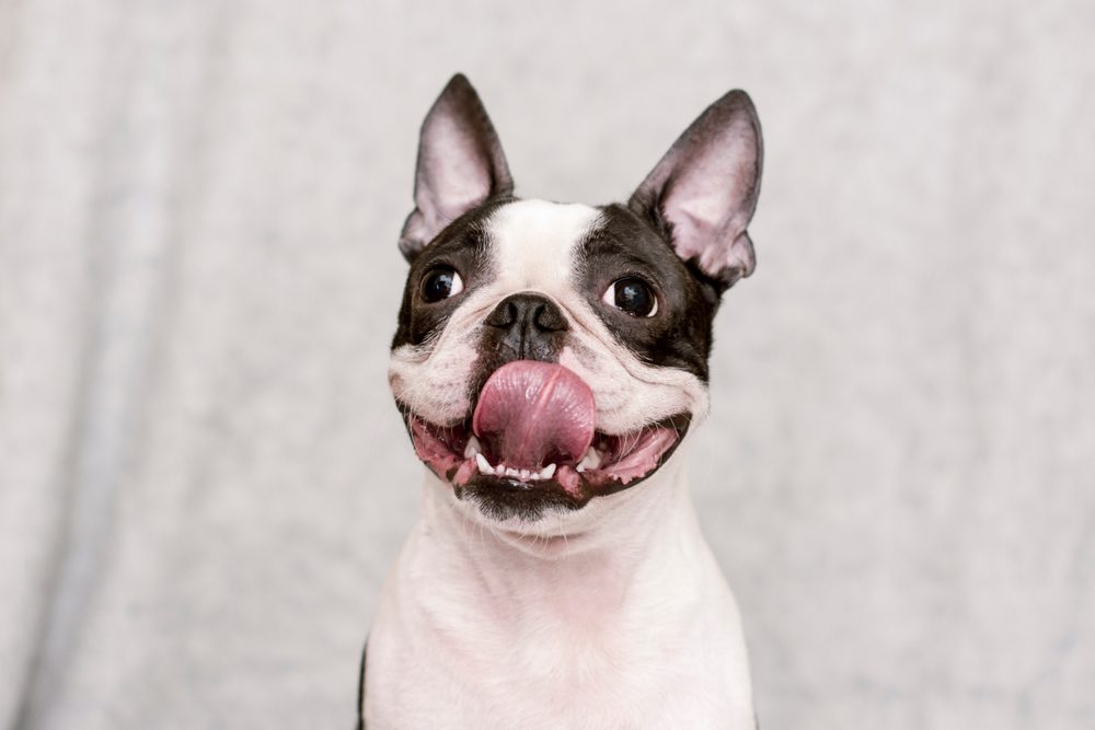 Is a Boston Terrier Hypoallergenic? Vet-Verified Facts & FAQ