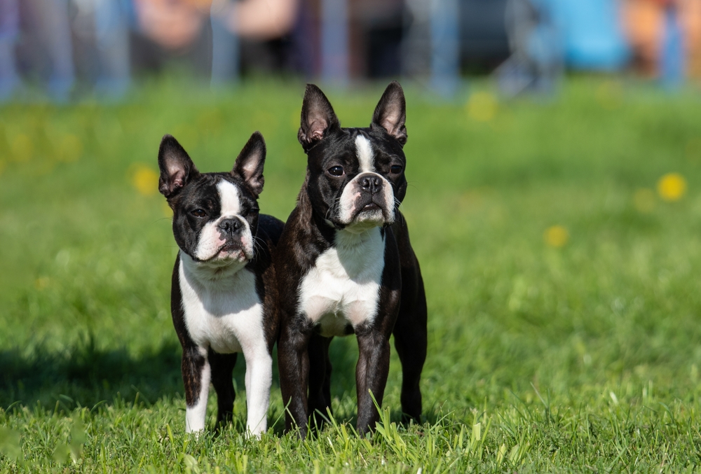 Two Boston Terriers looking at the horizon an a grass field