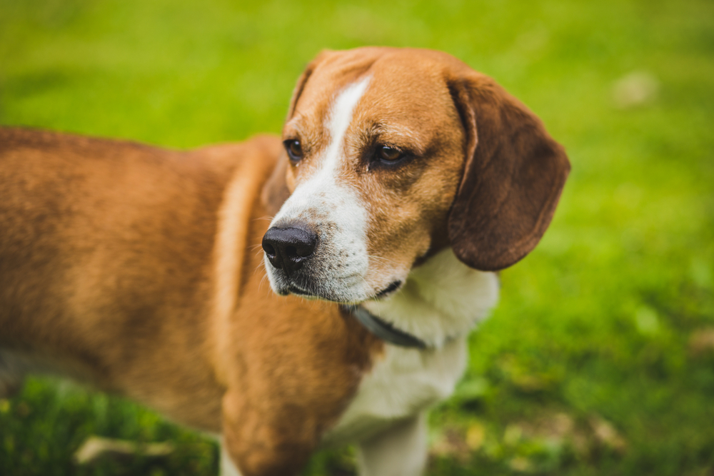 A very pretty beagle dachshund Mix