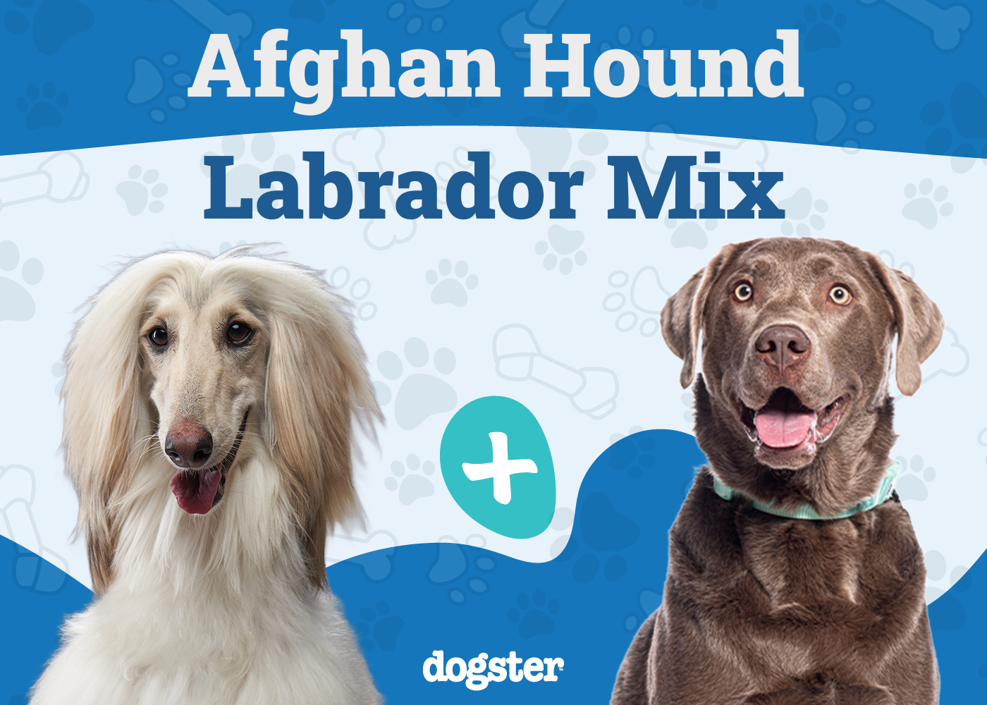 Afador (Afghan Hound & Lab Mix): Info, Pictures, Care Guide & More
