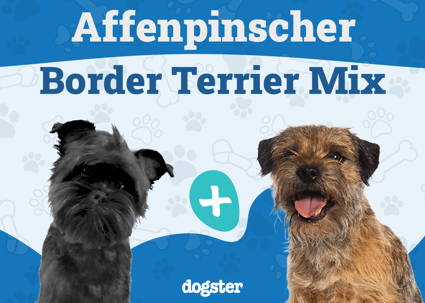 Affen Terrier Dog Breed: Info, Pictures, Care Guide & More