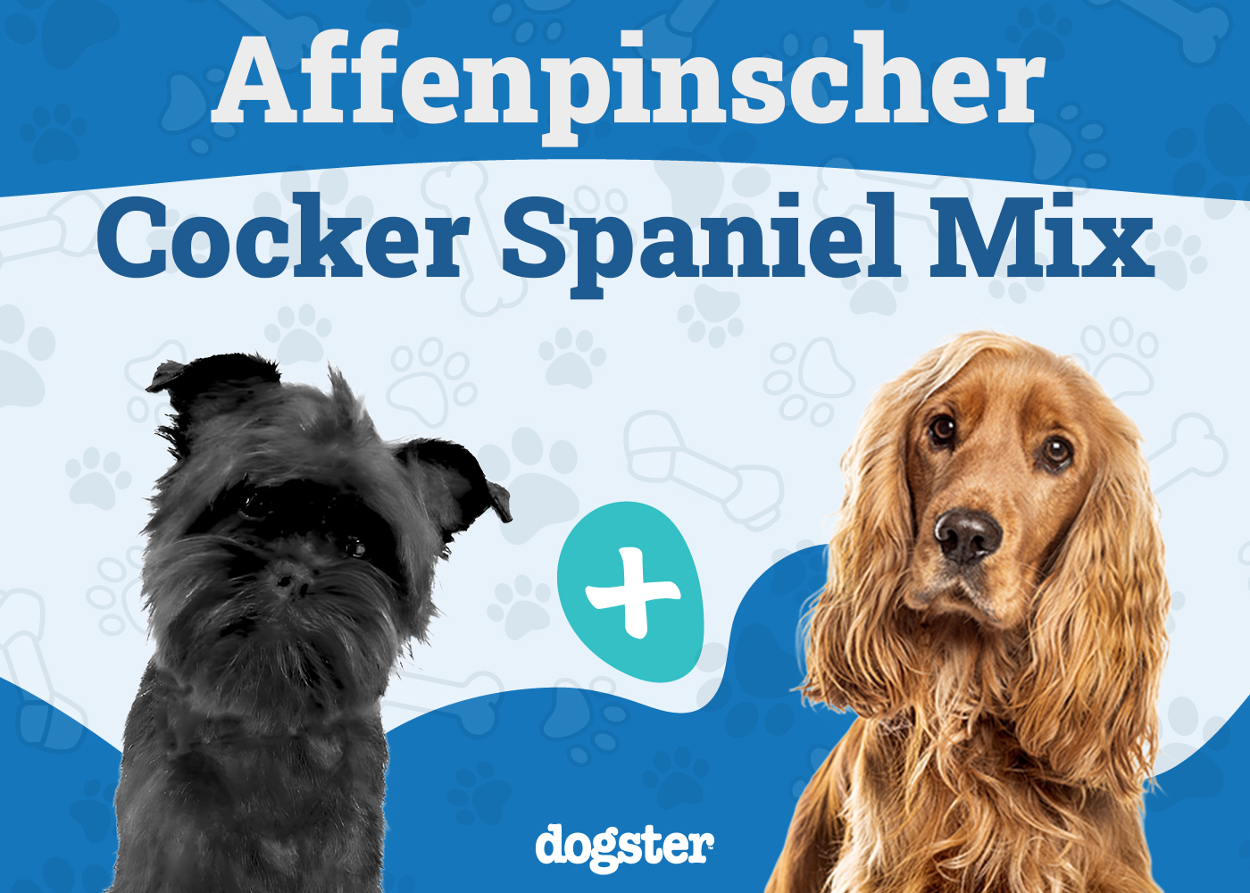 Affen Spaniel (Affenpinscher & Cocker Spaniel Mix): Info, Pictures, Care & More